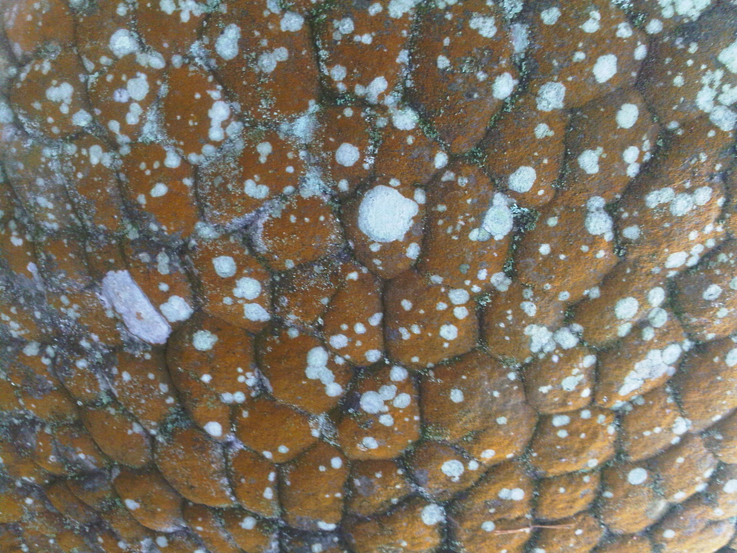 lichen rouge-gres- Apremont