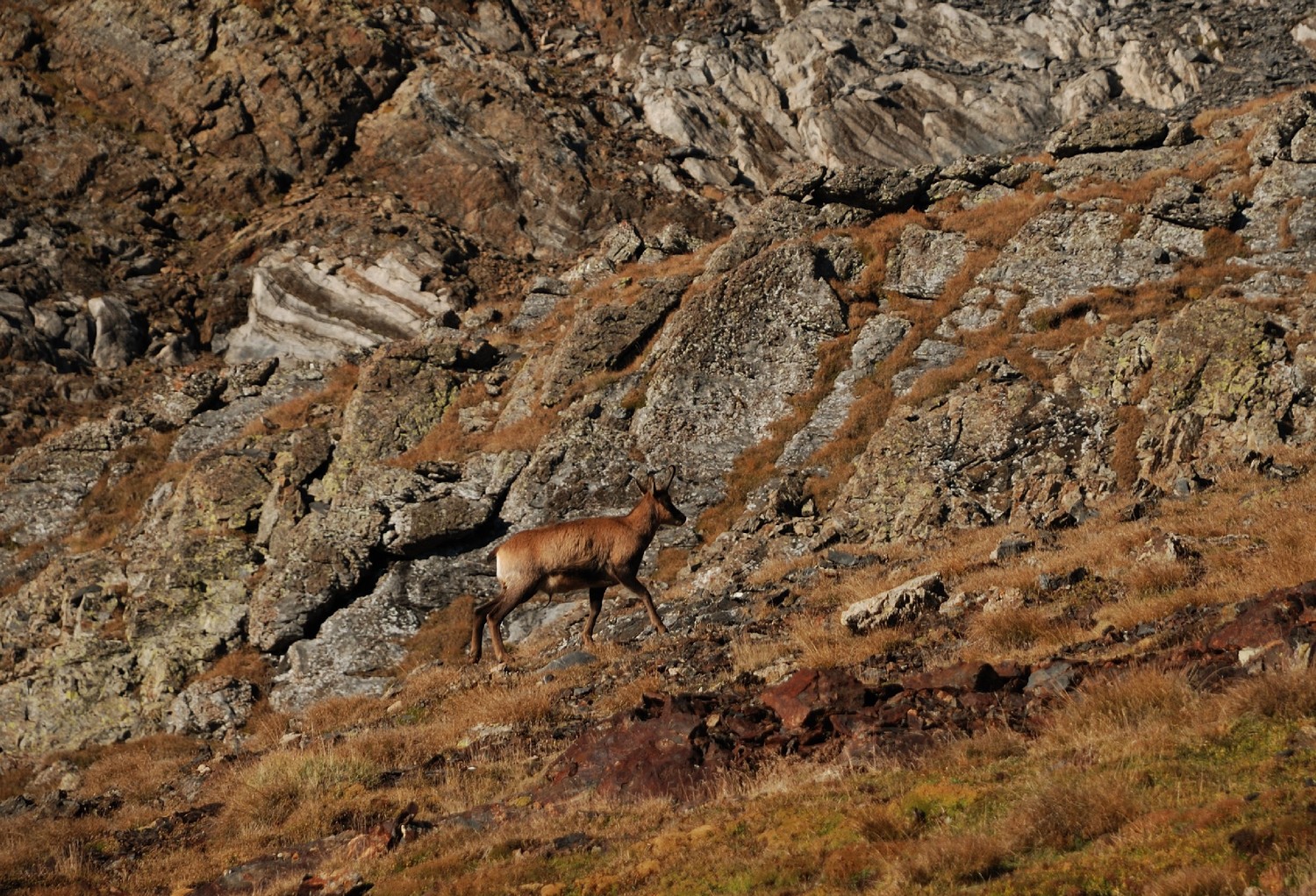 Izard près du Lac de Llardaneta