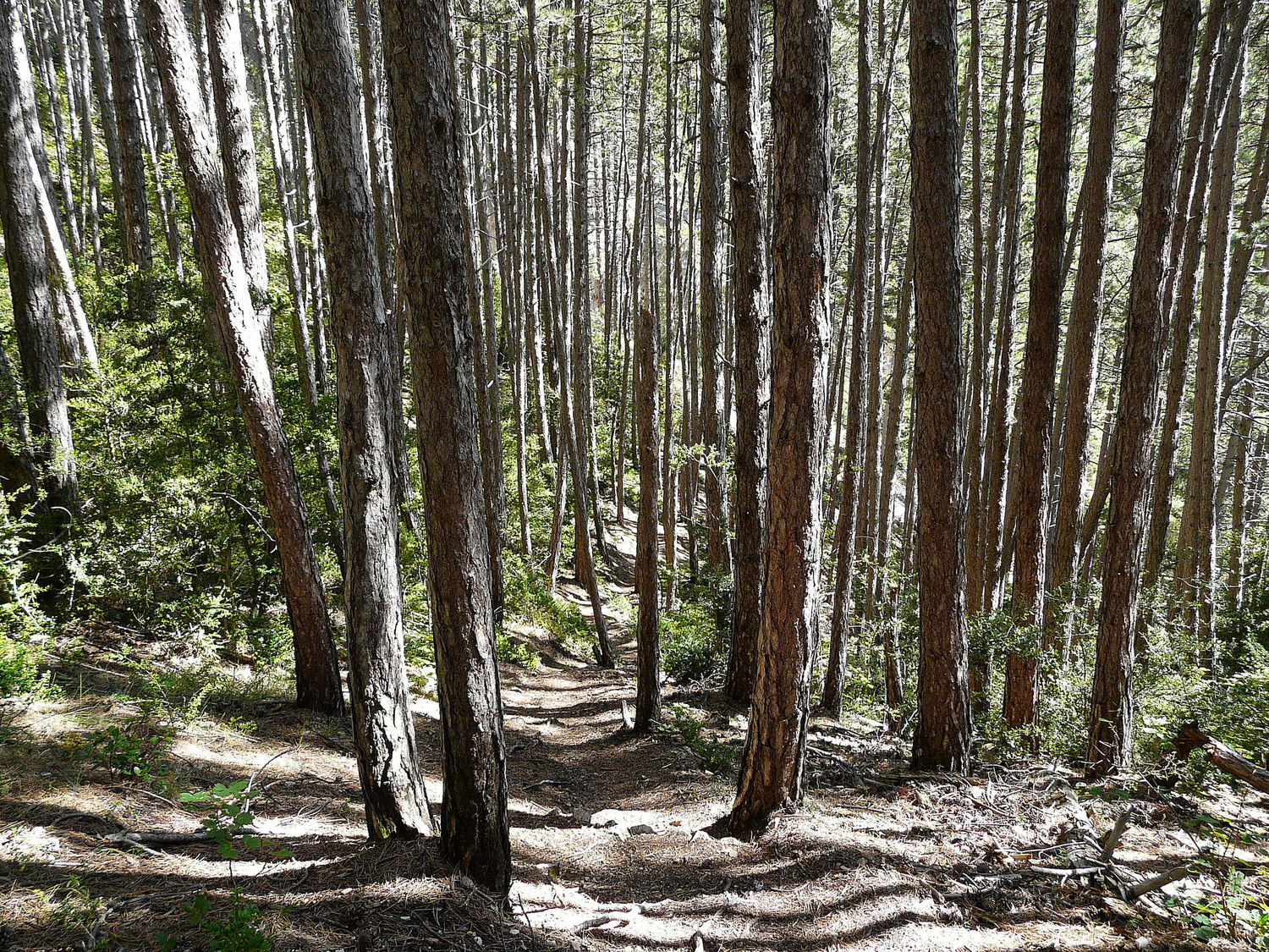 Le parcours passe par de belles forêts de pins d'alep et pins noirs