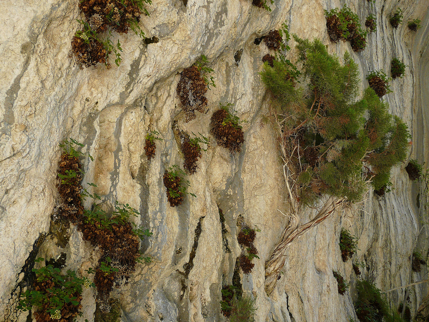 Jardin vertical