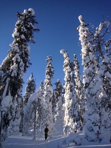 Telemark en Laponie