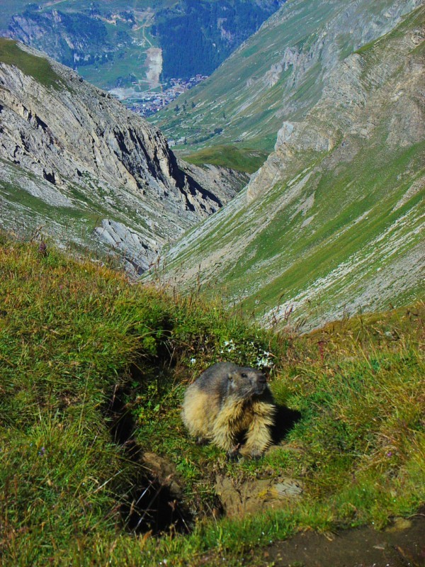 la marmotte avec en prime Val d'Isère