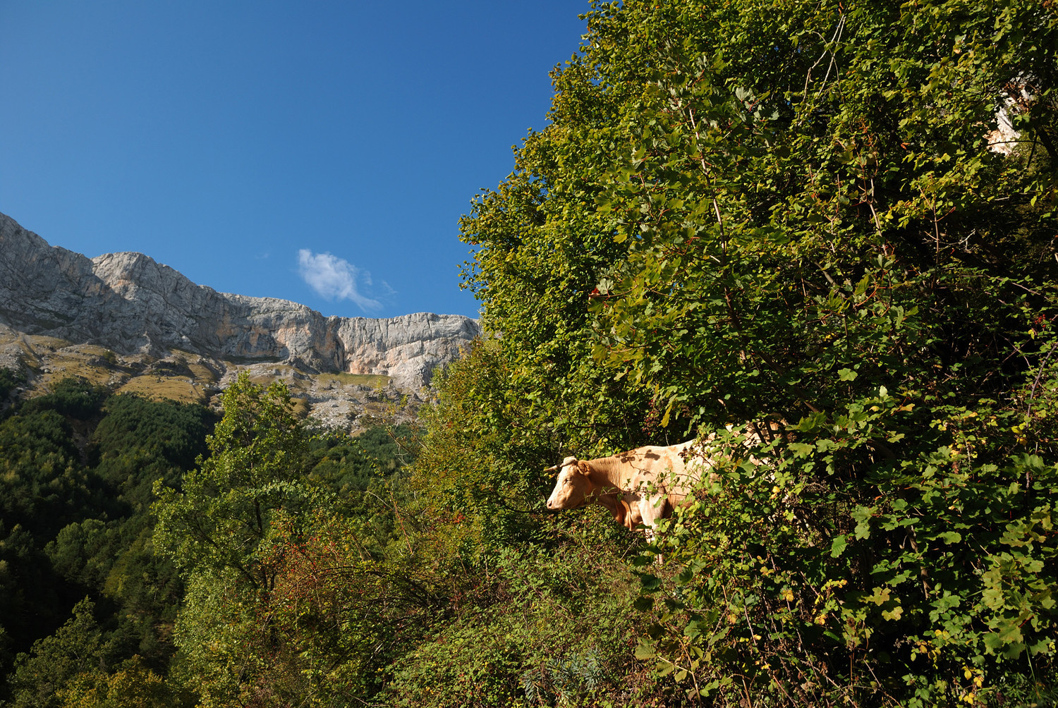 Rencontre insolite sur la route d'Escuain...