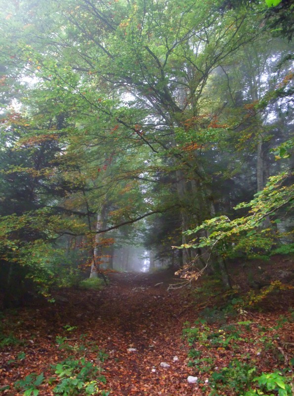 Dans la brume