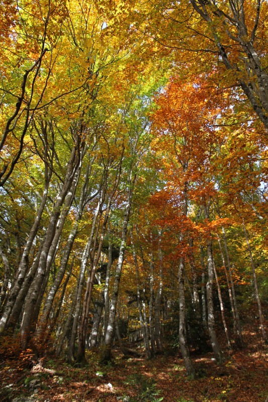 Arbres