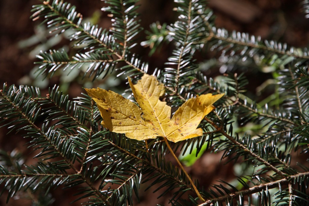 Feuille
