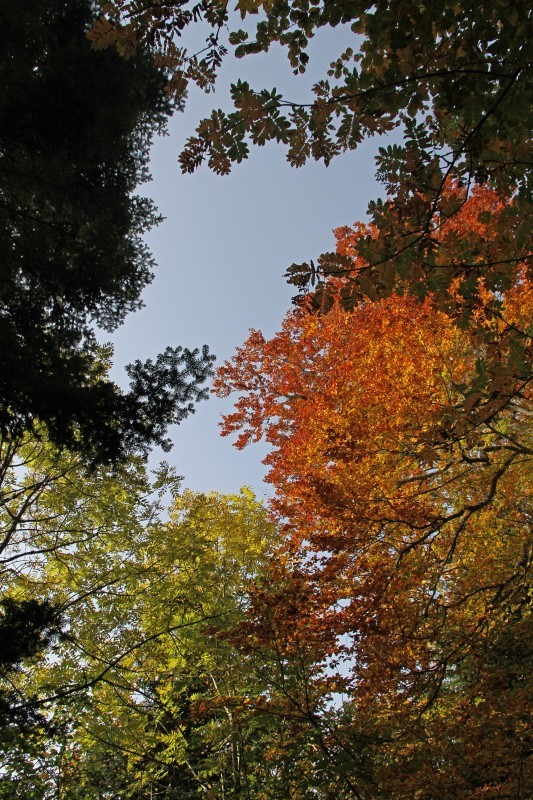Arbres