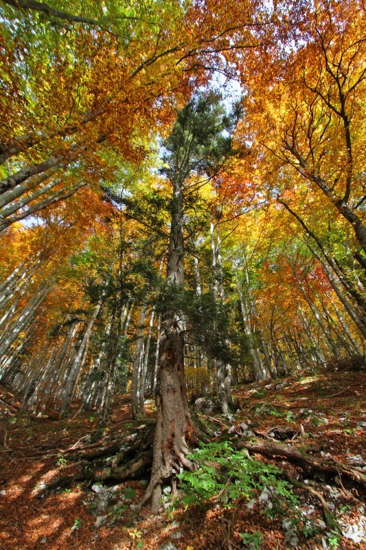 Sa majesté des bois