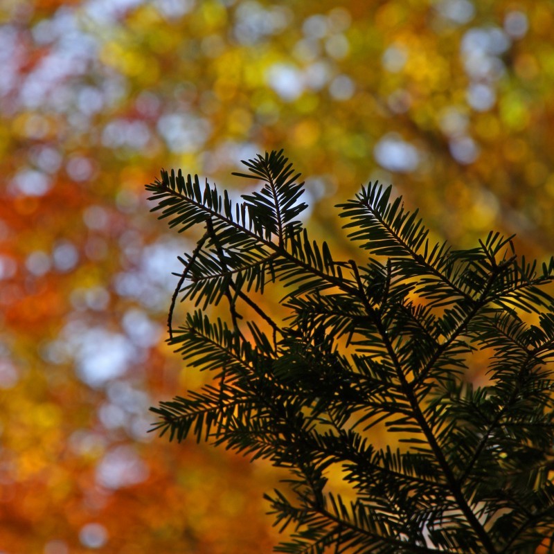 Sapin