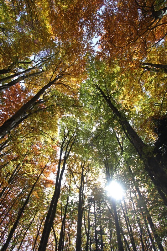 Eclat forestier