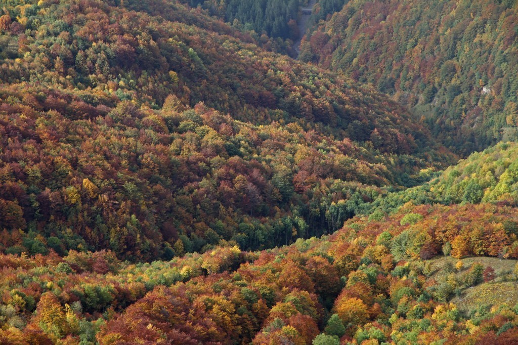 Forêt