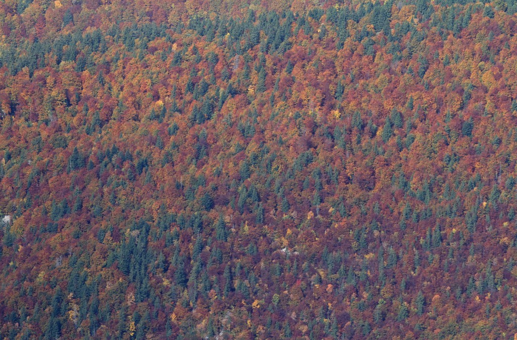Forêt