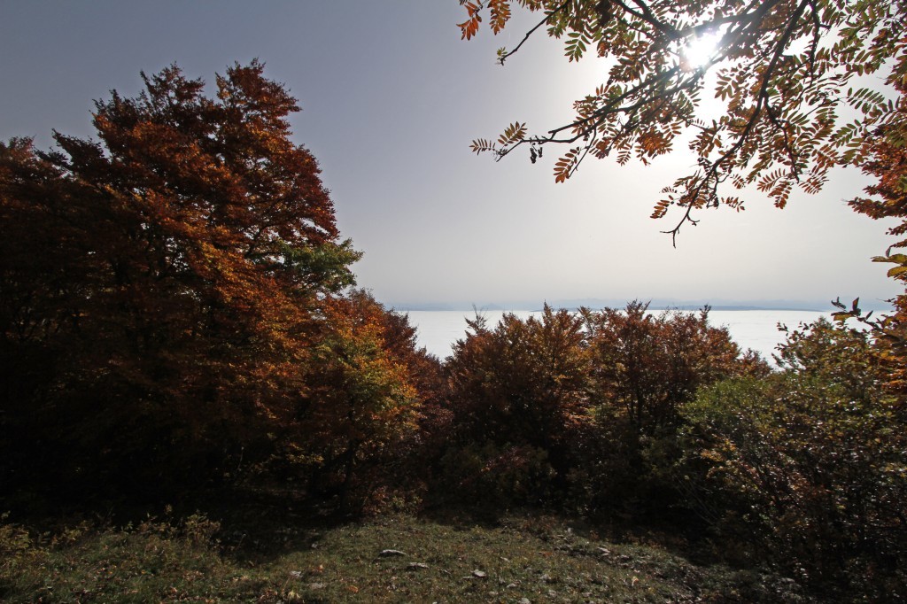 En sortant de la forêt