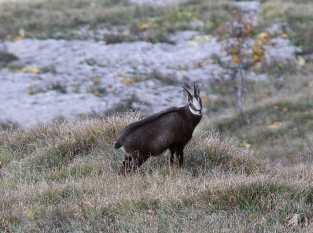 Chamois