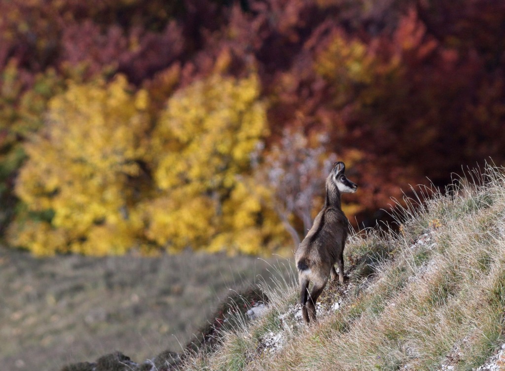 Chamois