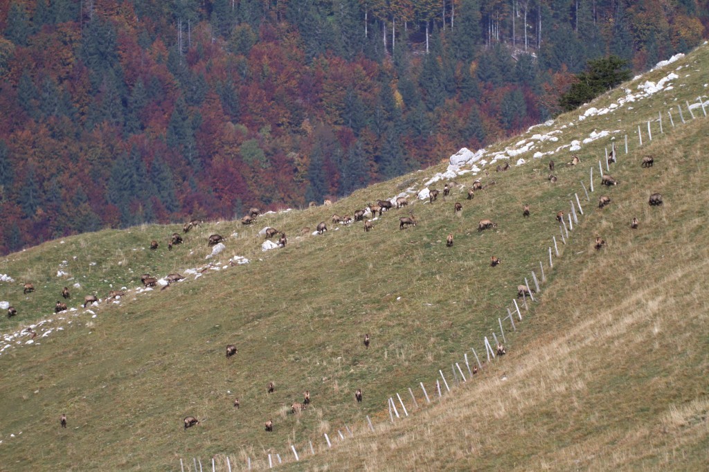 Chamois (au pluriel !!!)