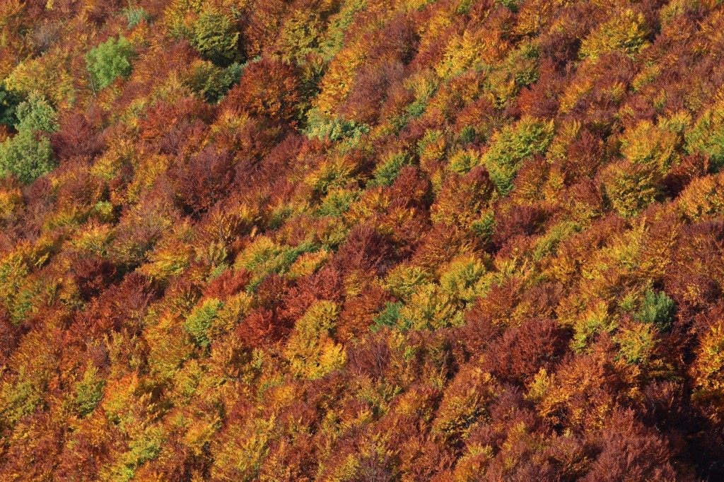 Automne