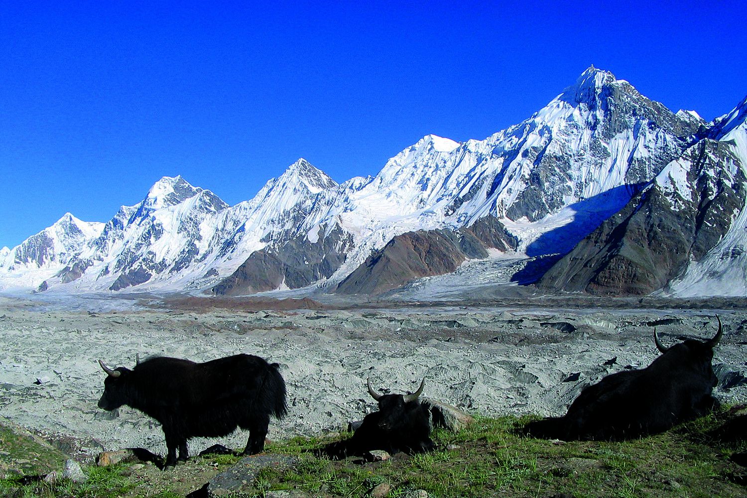 Des yaks paissent paisiblement sur un balcon de l'Hispar, en face d'une impressionnante succession de faces glaciaires.