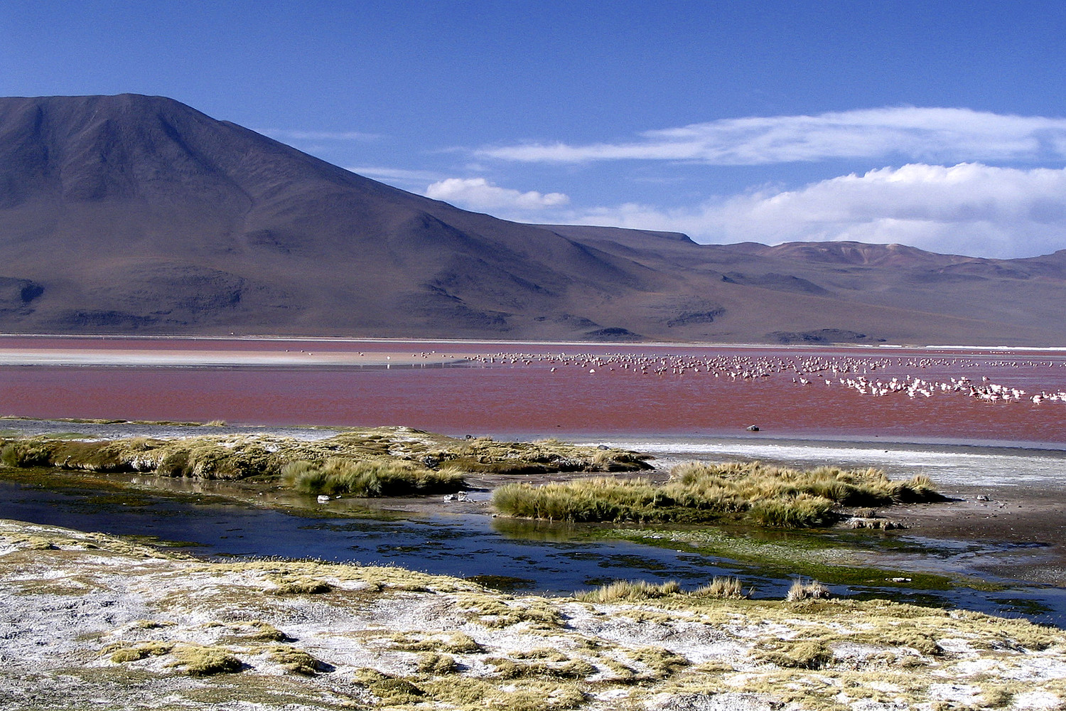 Les eaux aux couleurs irréelles de la Laguna Colorada sont le lieu de vie de milliers de flamands roses