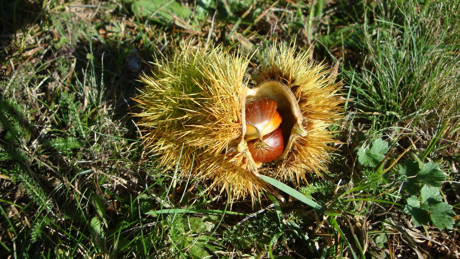 Chataignes du "Tessin de la faim!"
