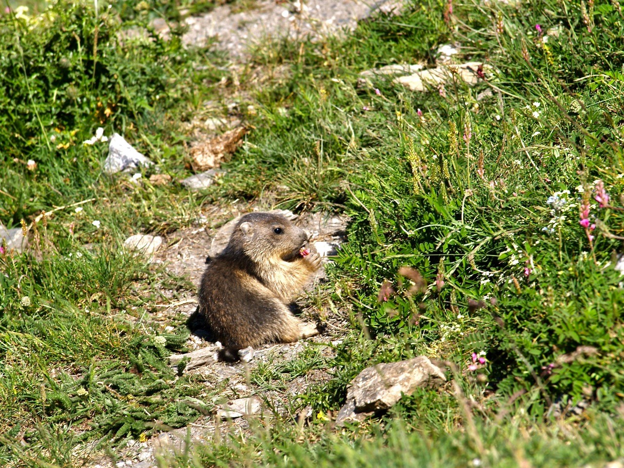 Marmotton du vallon de la Rocheure - Miam