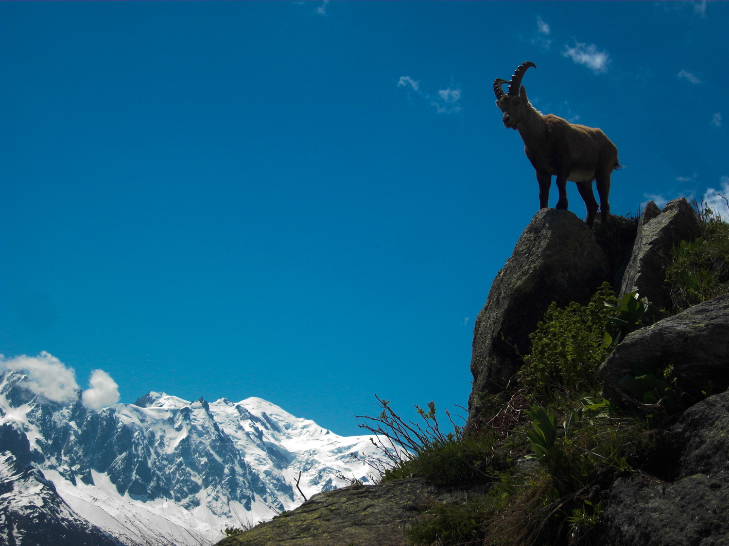 Bouquetin devant le Mont Blanc
