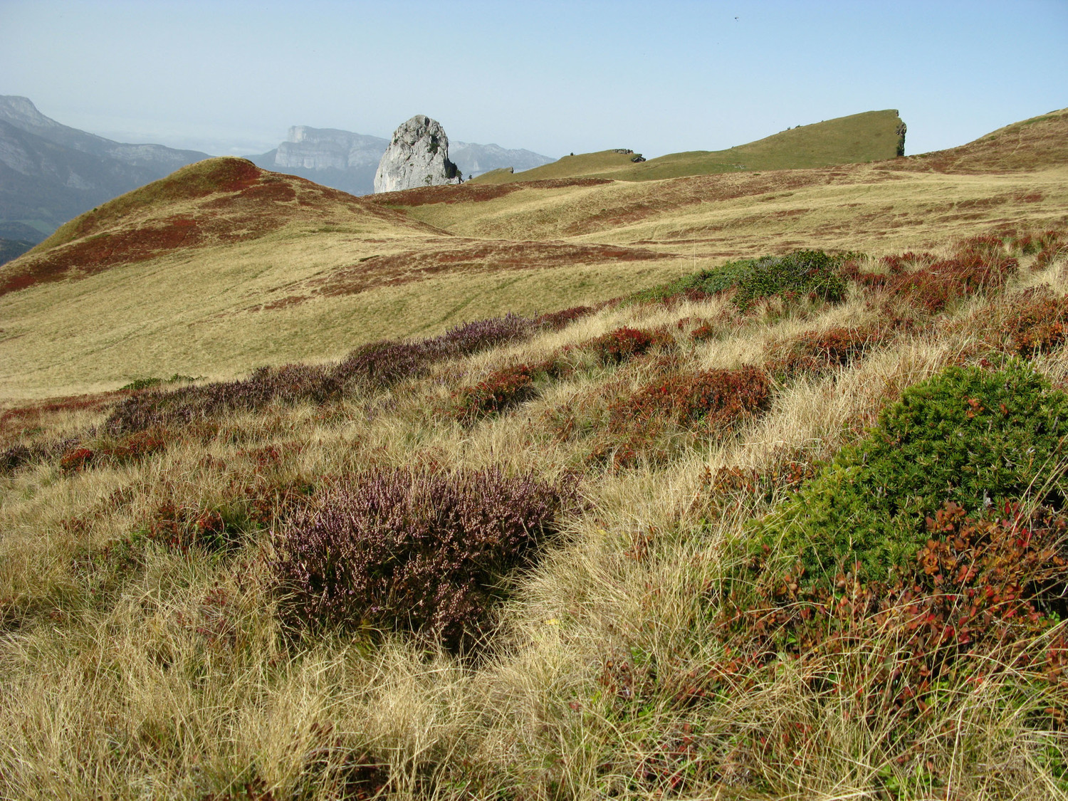 bruyère , souvenir de l'île bretonne, la belle
