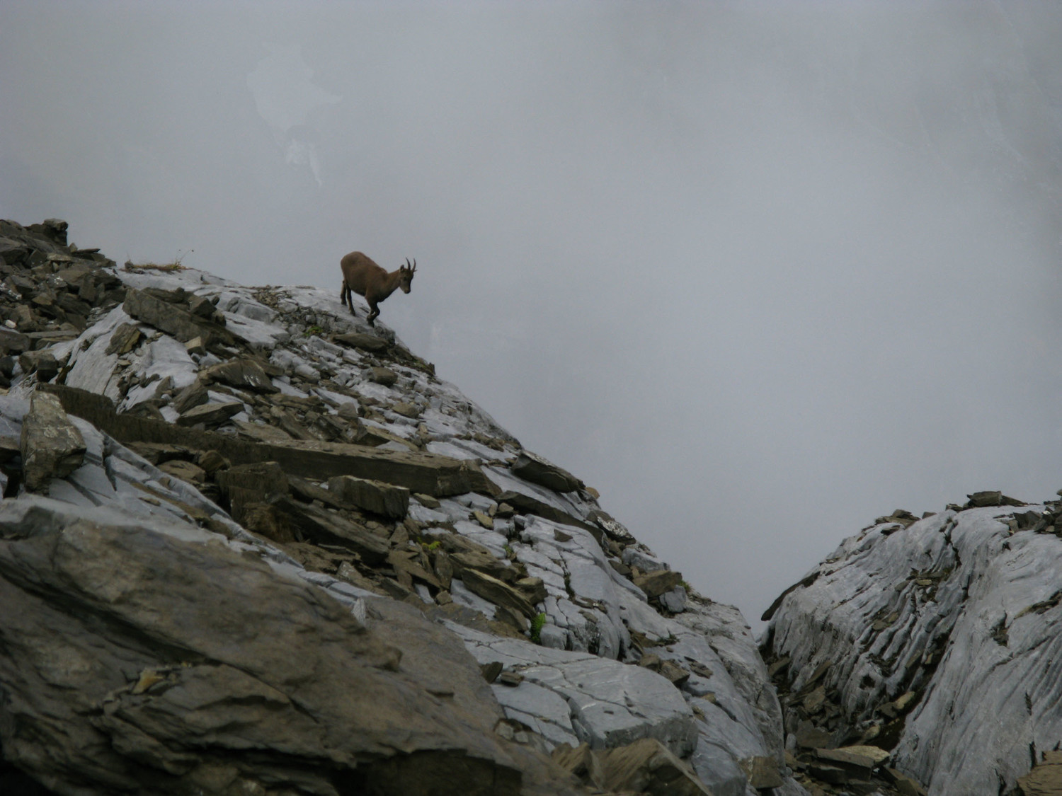 un chamois pas chatoyant
