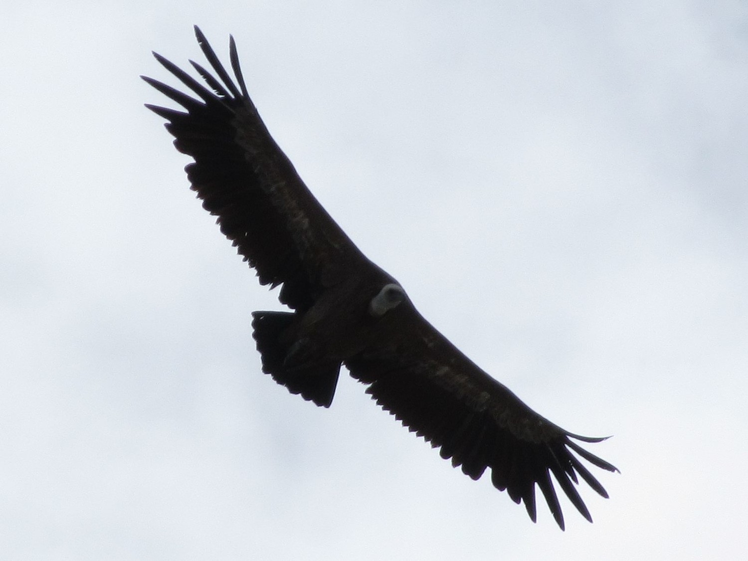 Un splendide vautour fauve (?) pour nous accueillir au sommet
