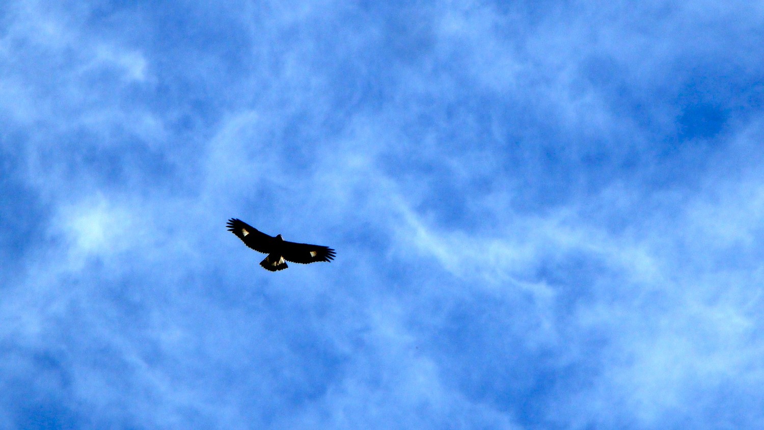 Aigle sur le Heido