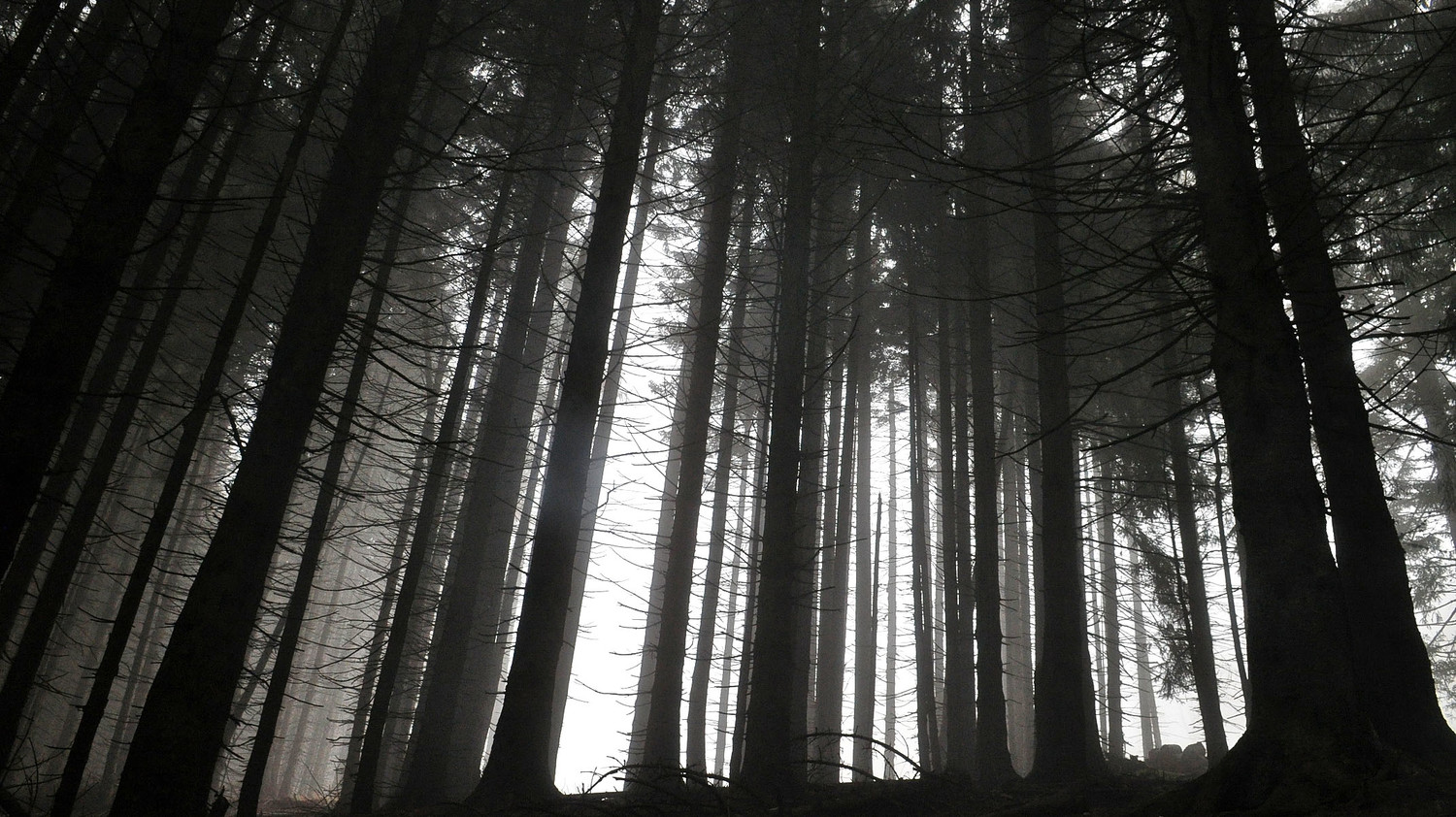 Forêt de Ferron sous Areu par un mercredi 13