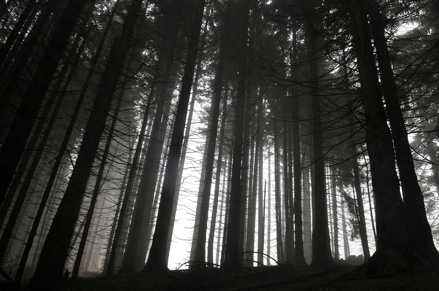Forêt de Ferron
