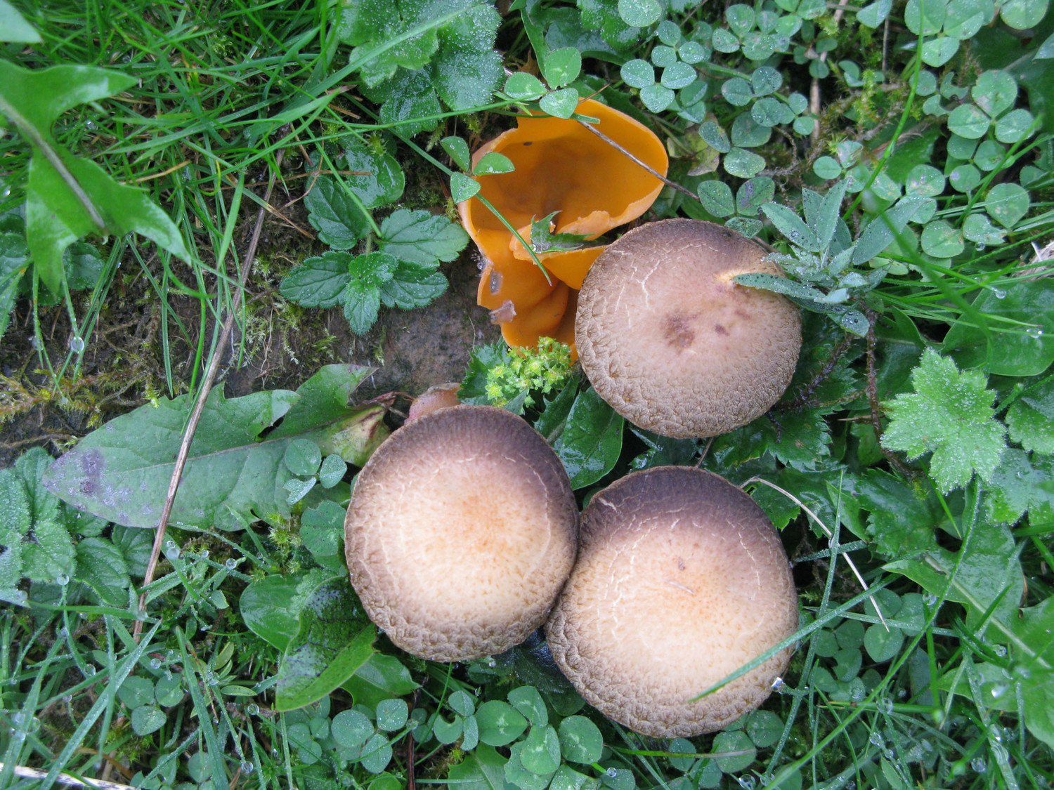 champignons?