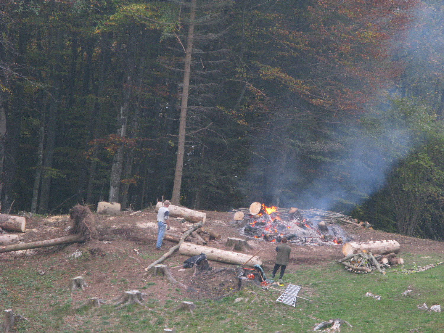 forêt chaude après l'échauffourée