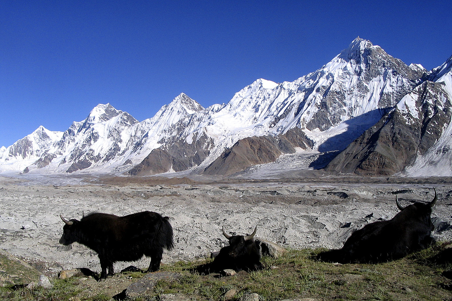 Des yaks paissent paisiblement sur un balcon de l'Hispar, en face d'une impressionnante succession de faces glaciaires.