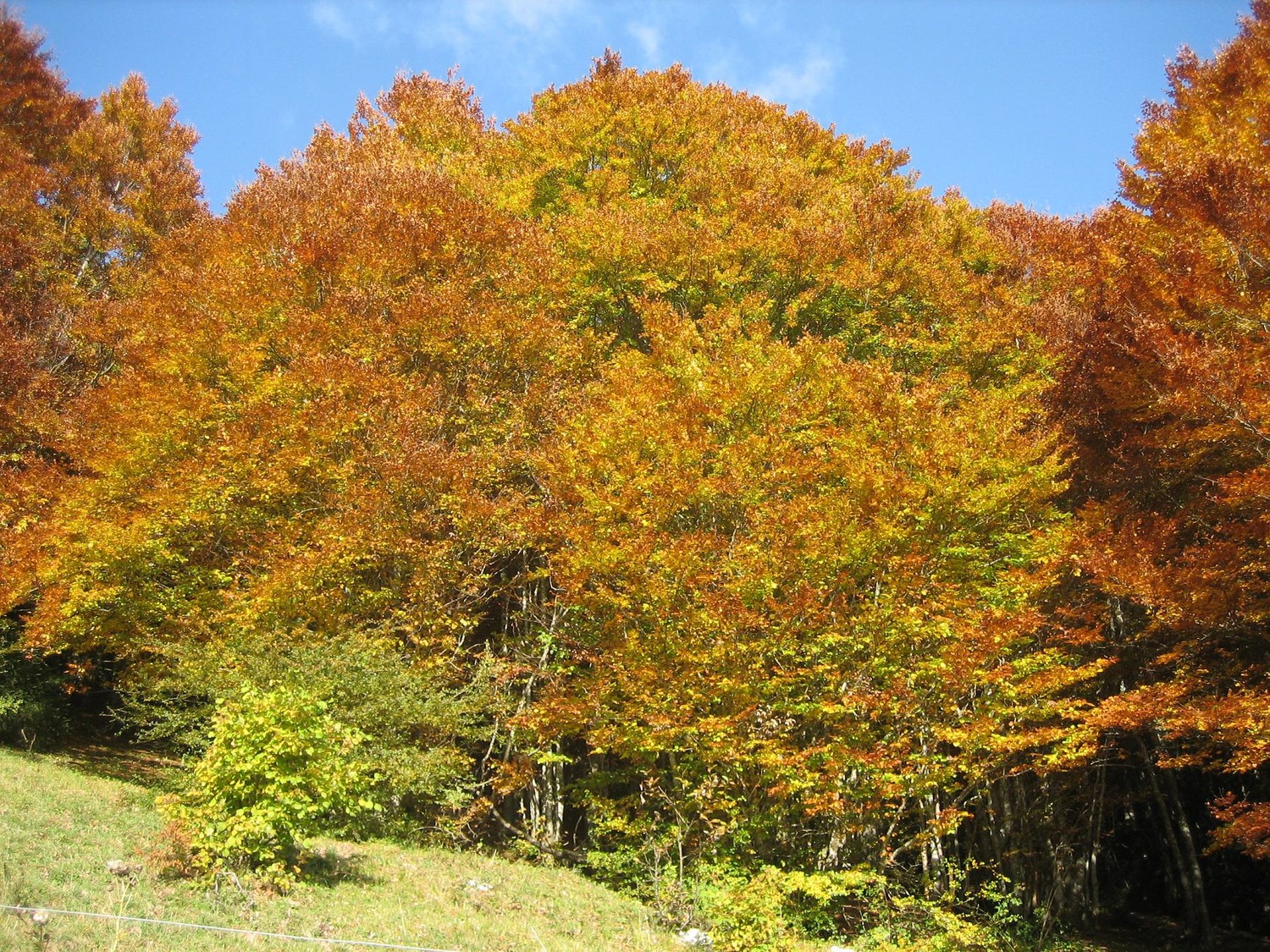 Roc des Boeufs : couleurs d'automne