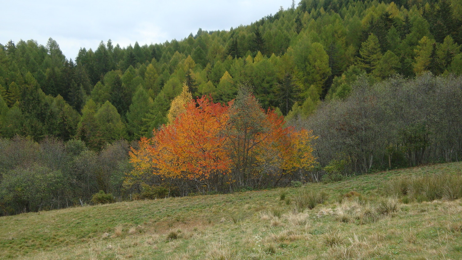 Alte Eischlersuon