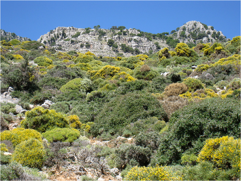 Psiloritis.
