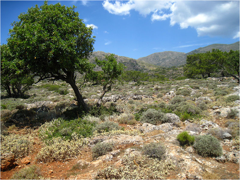 Lissos