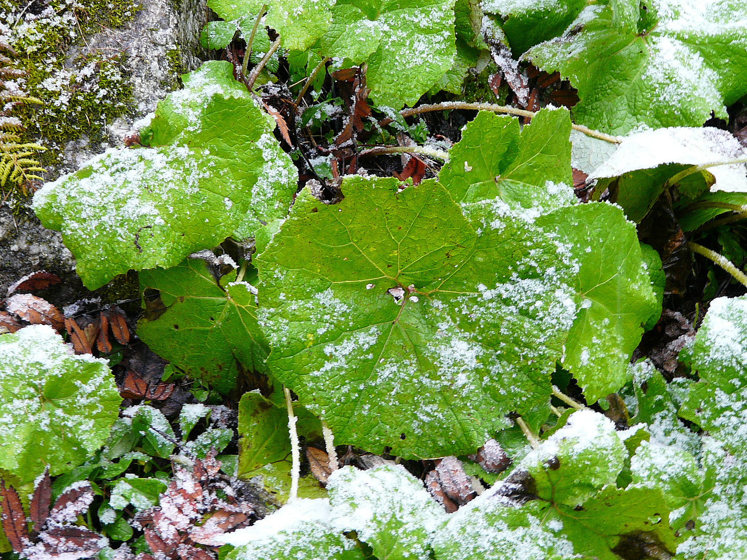 Un peu de verdure, plus pour longtemps.