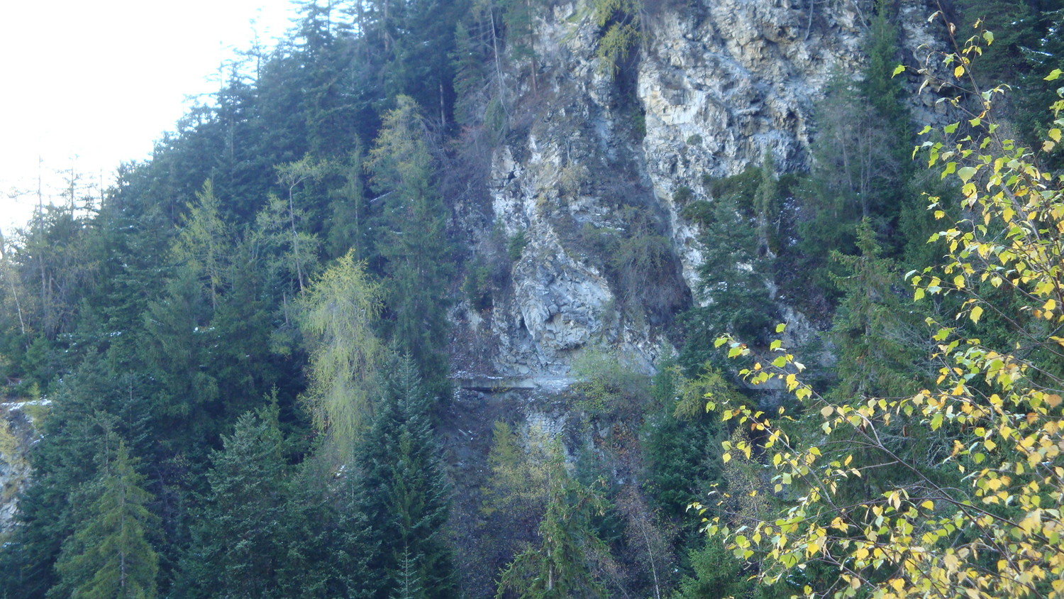 Birchsuon