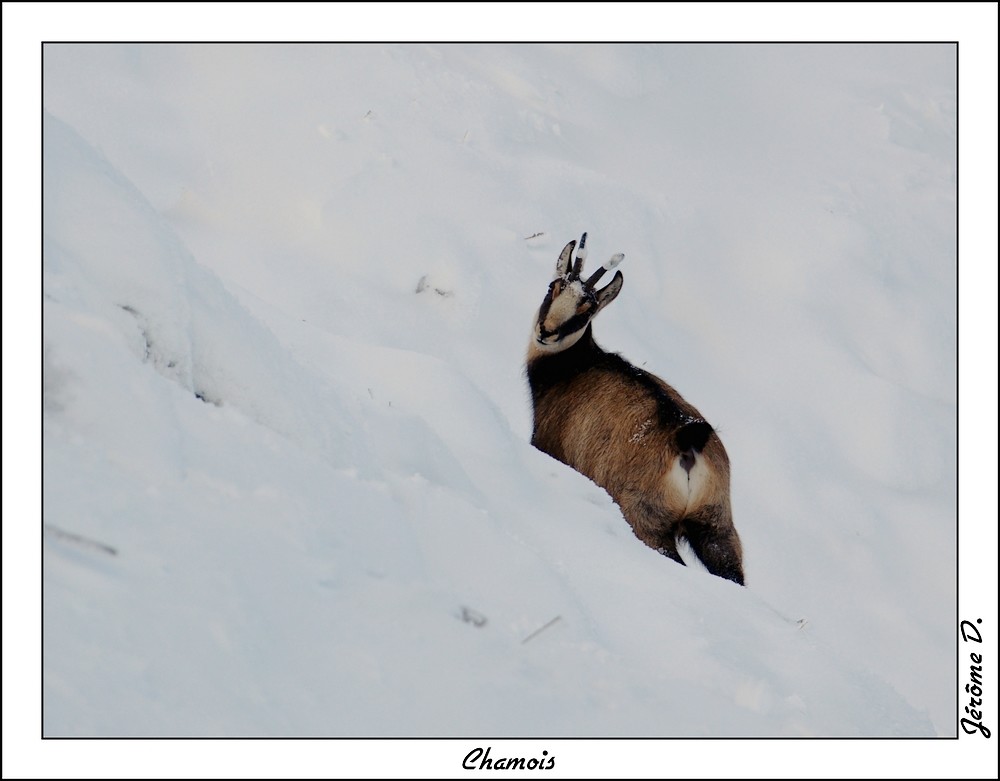 chamois 1