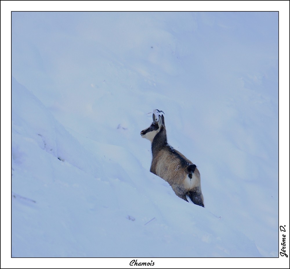 chamois 2