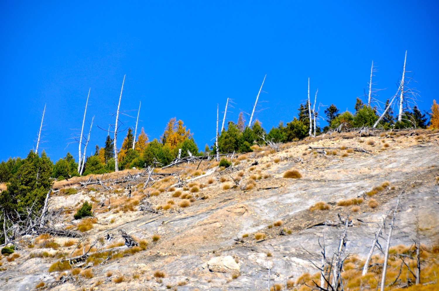 Prag: arbres minéralisés ?