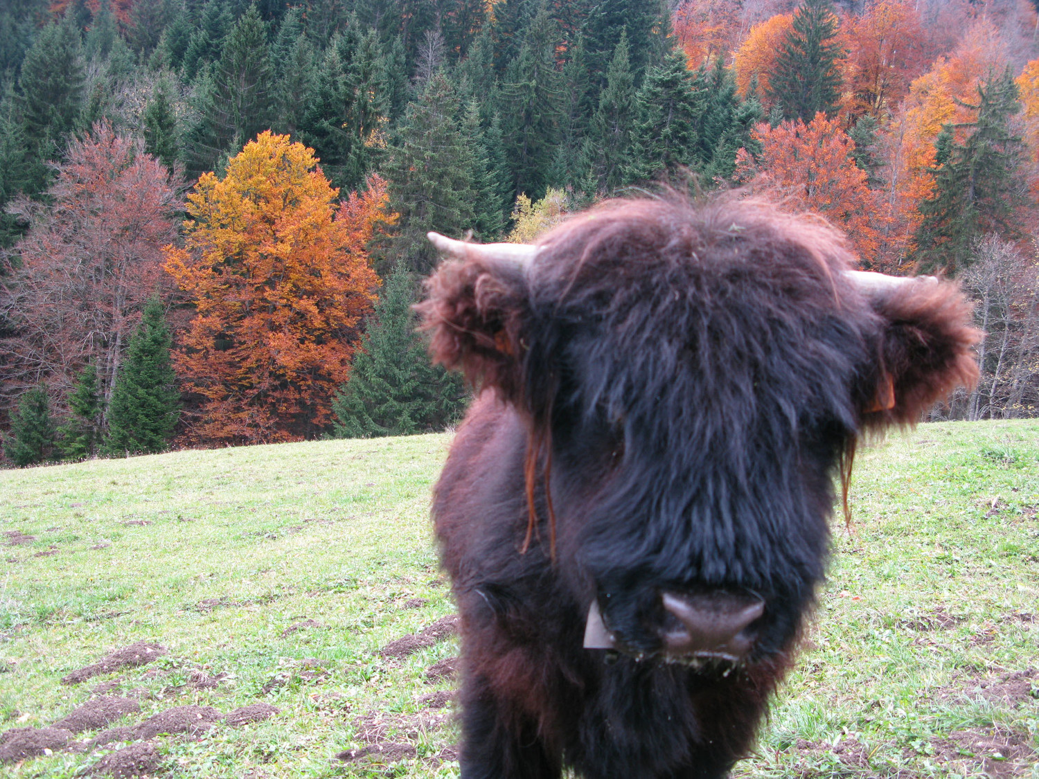 impossible de croiser ton regard
