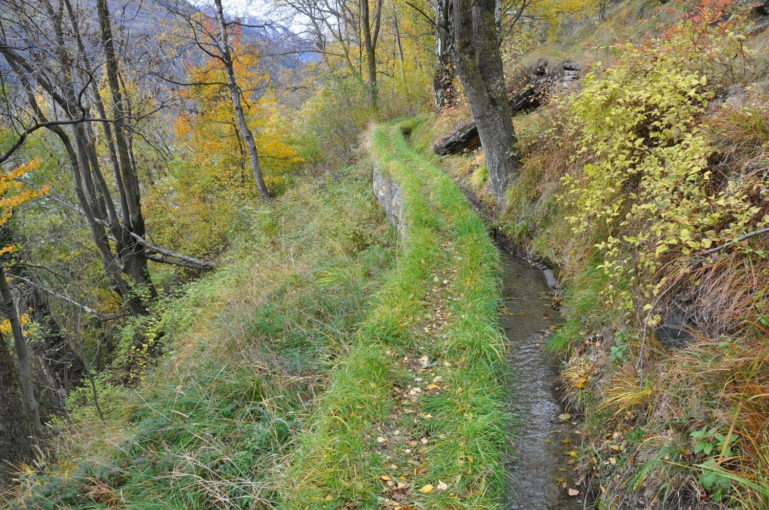 Niwa Bietschtal