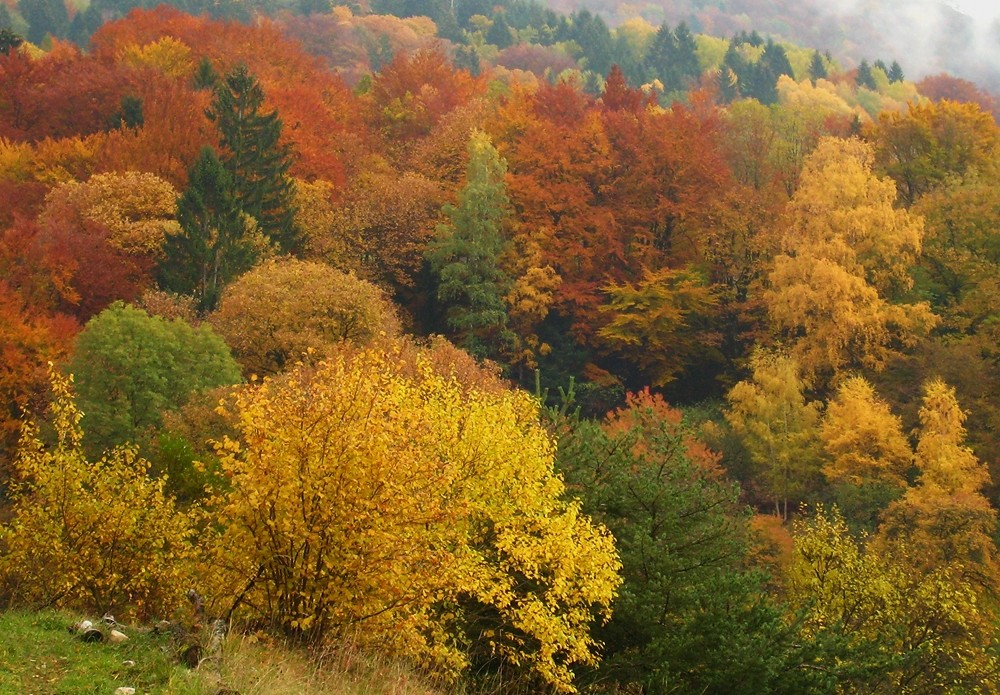 Automne en Chartreuse