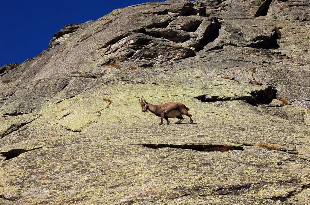 Les Chéserys : un bouquetin traverse la dalle en 5 de la première longueur