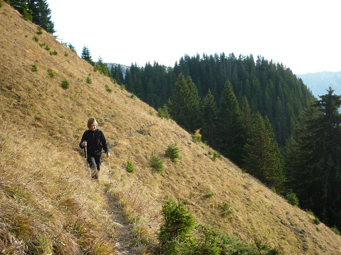 chemin à bêtes - début