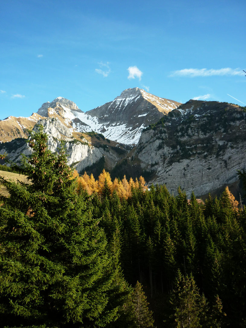 Forêt de cenise